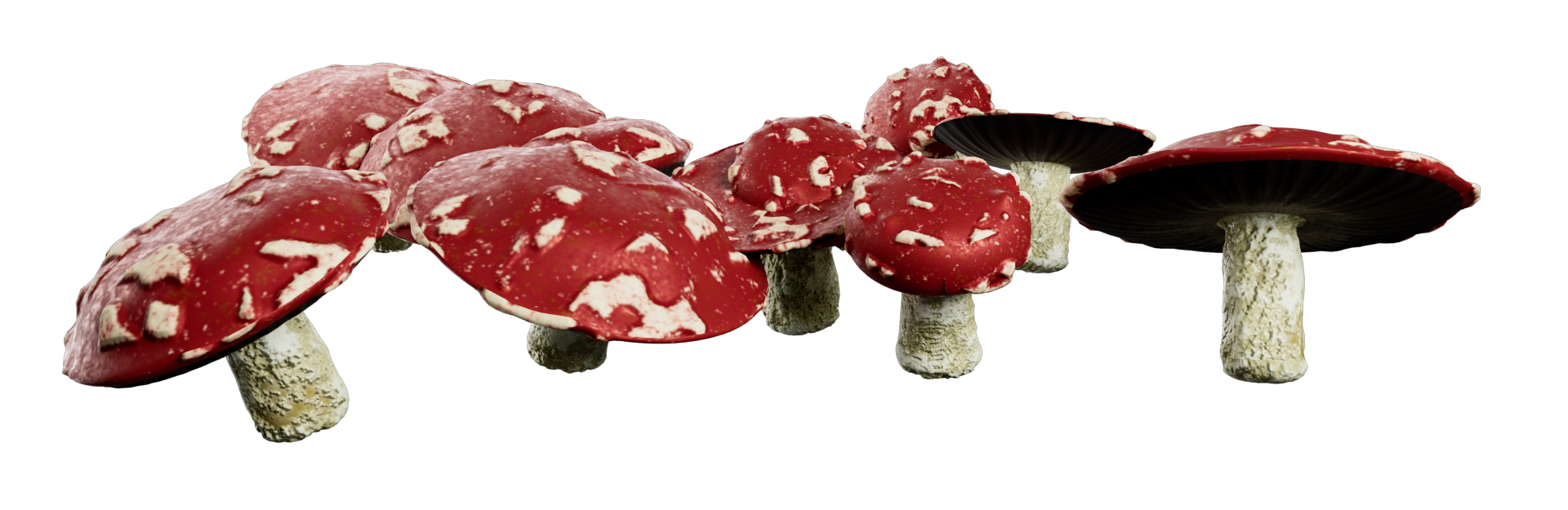 m/mushrooms image 3